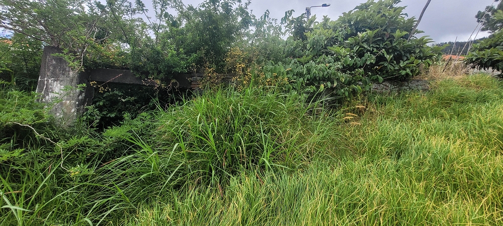 3 de julho de 2022 Caminhada alternativa na Levada Nova entre Calheta e Prazeres — Do Lombo da Estrela ao Lombo do Salao — foto 3