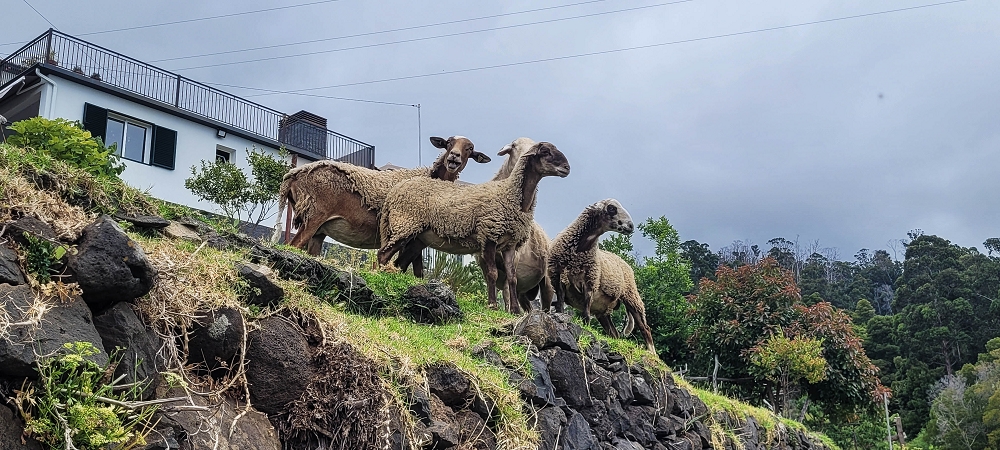 3 de julho de 2022 Caminhada alternativa na Levada Nova entre Calheta e Prazeres — Curiosos à espreita — foto 1