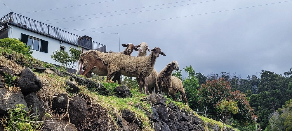 3 de julho de 2022 Caminhada alternativa na Levada Nova entre Calheta e Prazeres — Curiosos à espreita — foto 2