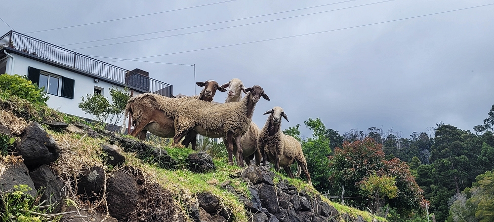 3 de julho de 2022 Caminhada alternativa na Levada Nova entre Calheta e Prazeres — Curiosos à espreita — foto 3