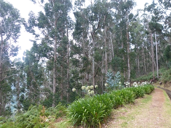 03.08.2012 Levada da Ribeira da Janela — Von Lamaceiros bis zum Bachübergang mit dem Wellblechdach — Foto 11