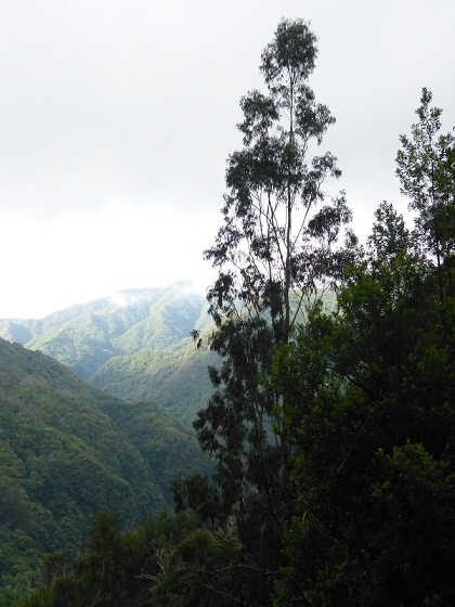 03.08.2012 Levada da Ribeira da Janela — Von Lamaceiros bis zum Bachübergang mit dem Wellblechdach — Foto 13