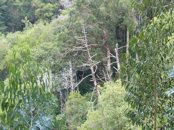 03.08.2012 Levada da Ribeira da Janela — Von Lamaceiros bis zum Bachübergang mit dem Wellblechdach — Foto 15