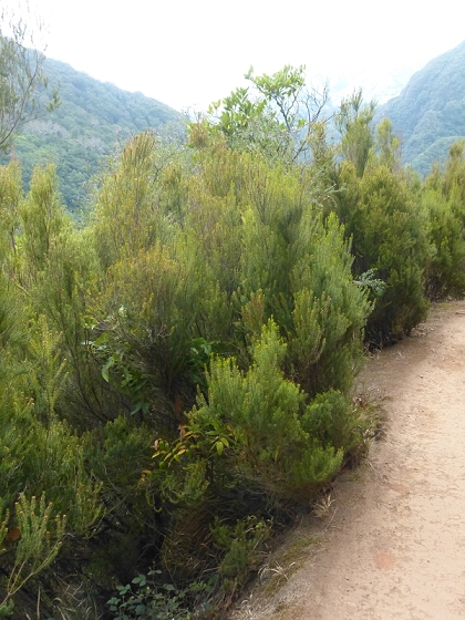03.08.2012 Levada da Ribeira da Janela — Von Lamaceiros bis zum Bachübergang mit dem Wellblechdach — Foto 19