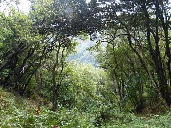 03.08.2012 Levada da Ribeira da Janela — Von Lamaceiros bis zum Bachübergang mit dem Wellblechdach — Foto 20