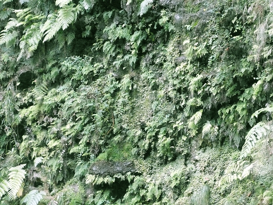 03.08.2012 Levada da Ribeira da Janela — Von Lamaceiros bis zum Bachübergang mit dem Wellblechdach — Foto 25