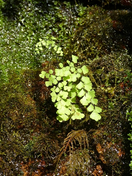 03.08.2012 Levada da Ribeira da Janela — Von Lamaceiros bis zum Bachübergang mit dem Wellblechdach — Foto 36