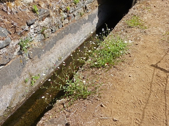 03.08.2012 Levada da Ribeira da Janela — Bis zur zweiten Madre — Foto 15