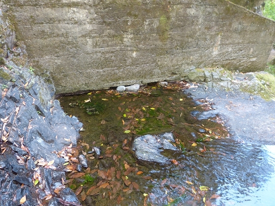 03.08.2012 Levada da Ribeira da Janela — Zur ersten Madre — Foto 15