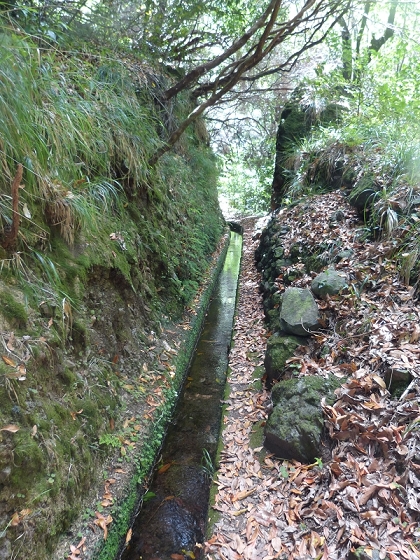 03.08.2012 Levada da Ribeira da Janela — Zur ersten Madre — Foto 21