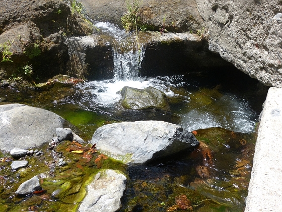 03.08.2012 Levada da Ribeira da Janela — Rückweg — Foto 2