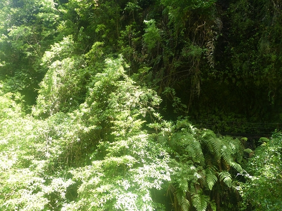 03.08.2012 Levada da Ribeira da Janela — Rückweg — Foto 8