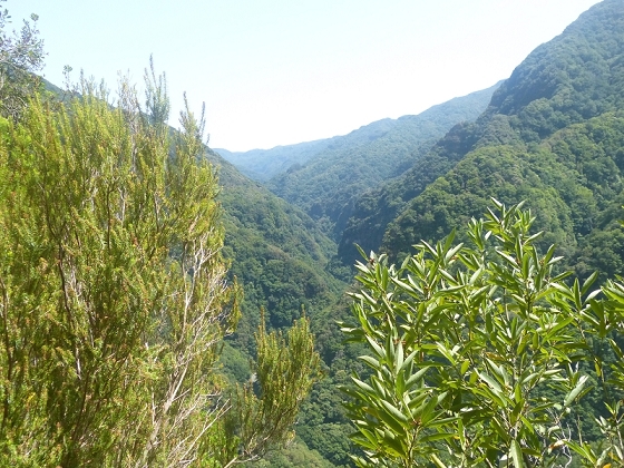 03.08.2012 Levada da Ribeira da Janela — Rückweg — Foto 13