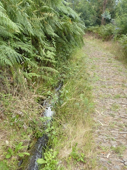 03.08.2013 Aguas dos Tornos — Auf der Levada das Cales nach Monte — Foto 15