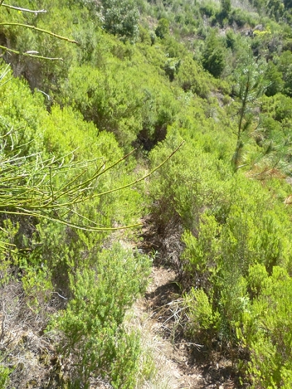03.08.2013 Aguas dos Tornos — Aufstieg zur Levada do Barreiro — Foto 4