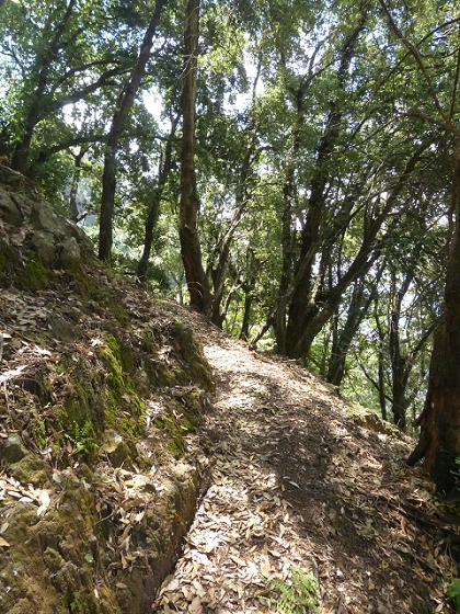 03.08.2013 Aguas dos Tornos — Aufstieg zur Levada do Barreiro — Foto 7