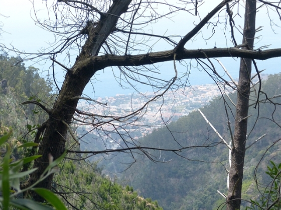 03.08.2013 Aguas dos Tornos — Aufstieg zur Levada do Barreiro — Foto 8