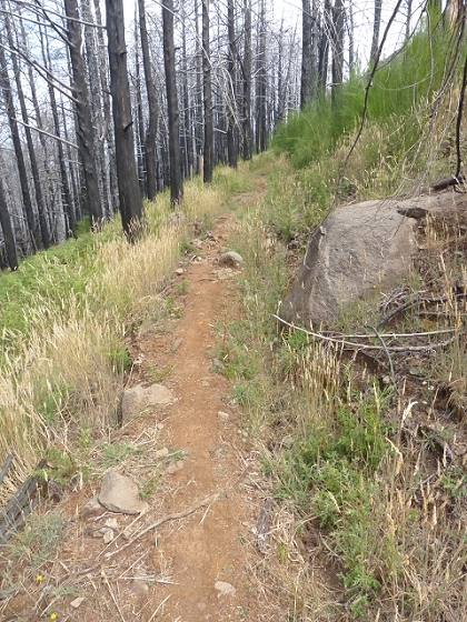 03.08.2013 Aguas dos Tornos — Auf der Levada das Cales nach Monte — Foto 1