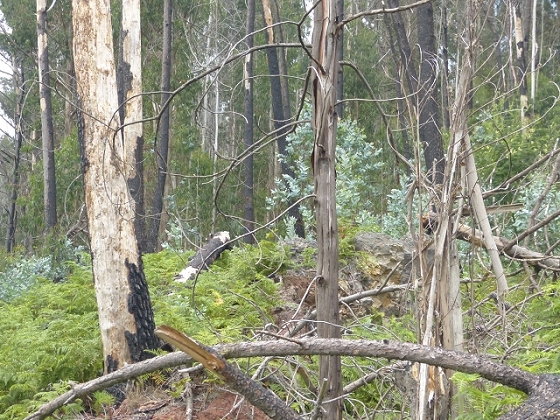 03.08.2013 Aguas dos Tornos — Auf der Levada das Cales nach Monte — Foto 6
