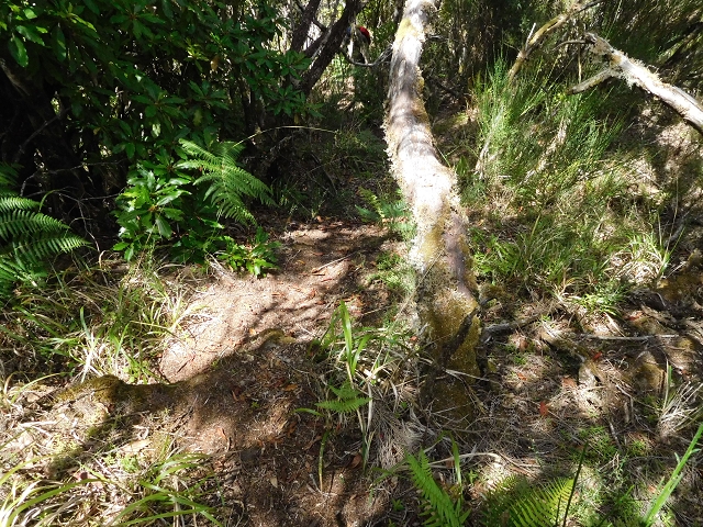 03.08.2015 Levada do Norte und Plaino Velho, Aufstieg zur Paul da Serra — Aufstieg zur Paul da Serra — Foto 21
