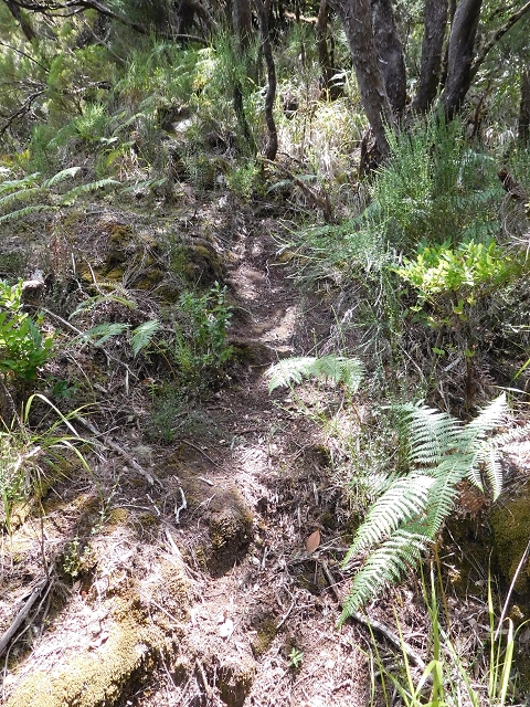 03.08.2015 Levada do Norte und Plaino Velho, Aufstieg zur Paul da Serra — Aufstieg zur Paul da Serra — Foto 22