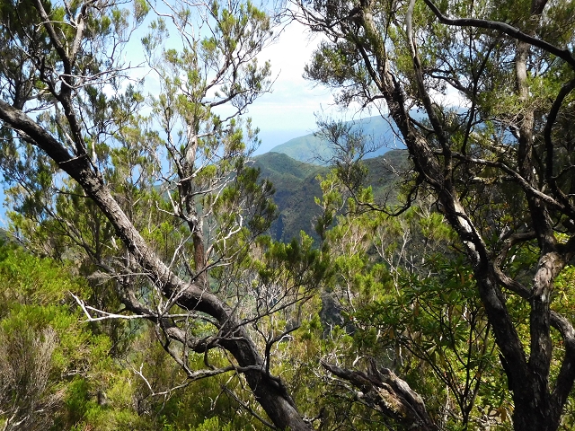 03.08.2015 Levada do Norte und Plaino Velho, Aufstieg zur Paul da Serra — Aufstieg zur Paul da Serra — Foto 23