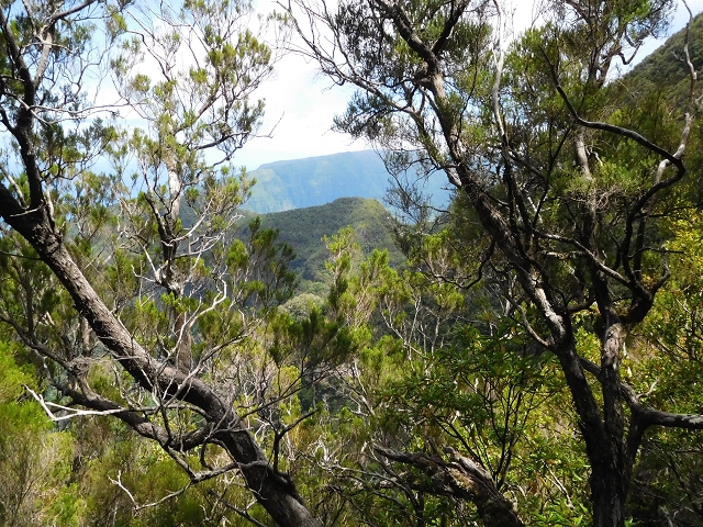 03.08.2015 Levada do Norte und Plaino Velho, Aufstieg zur Paul da Serra — Aufstieg zur Paul da Serra — Foto 24