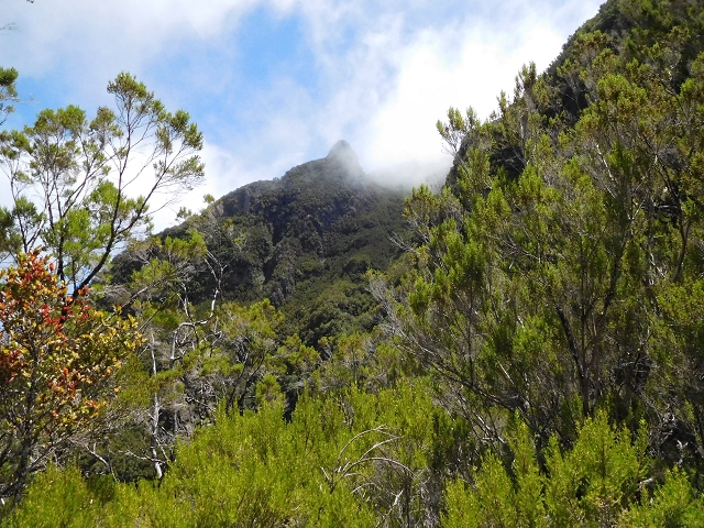 03.08.2015 Levada do Norte und Plaino Velho, Aufstieg zur Paul da Serra — Aufstieg zur Paul da Serra — Foto 25