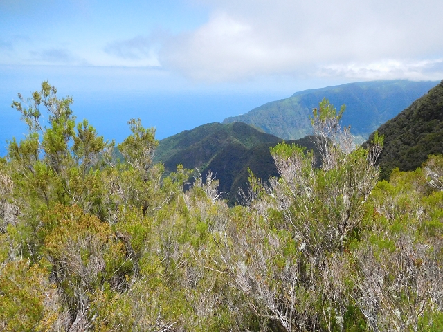 03.08.2015 Levada do Norte und Plaino Velho, Aufstieg zur Paul da Serra — Aufstieg zur Paul da Serra — Foto 26