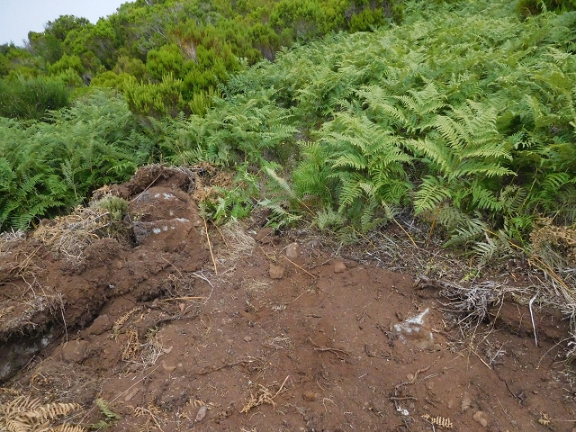 03.08.2015 Levada do Norte und Plaino Velho, Aufstieg zur Paul da Serra — Aufstieg zur Paul da Serra — Foto 30