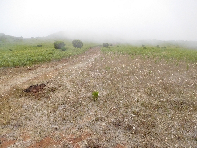 03.08.2015 Levada do Norte und Plaino Velho, Aufstieg zur Paul da Serra — Pico Ruivo do Paul — Foto 4