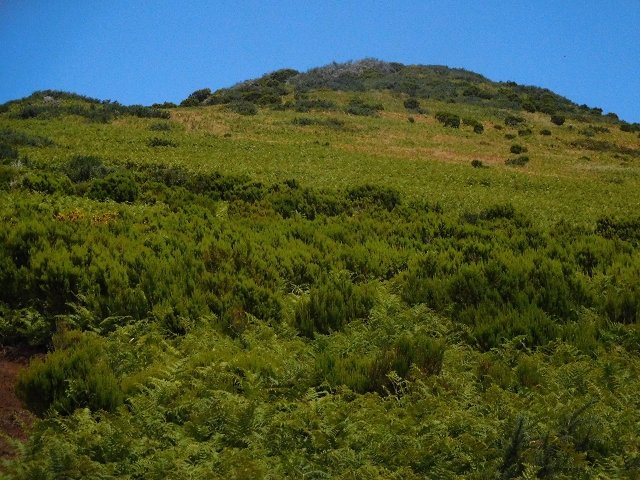 03.08.2015 Levada do Norte und Plaino Velho, Aufstieg zur Paul da Serra — Pico Ruivo do Paul — Foto 8