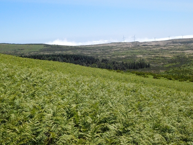 03.08.2015 Levada do Norte und Plaino Velho, Aufstieg zur Paul da Serra — Pico Ruivo do Paul — Foto 9