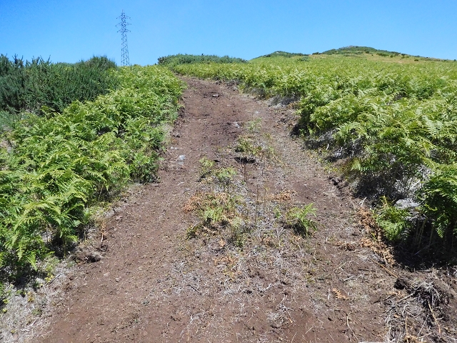 03.08.2015 Levada do Norte und Plaino Velho, Aufstieg zur Paul da Serra — Pico Ruivo do Paul — Foto 10