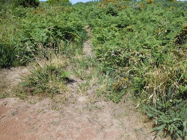 03.08.2015 Levada do Norte und Plaino Velho, Aufstieg zur Paul da Serra — Abstieg zur Levada do Plaino Velho — Foto 1