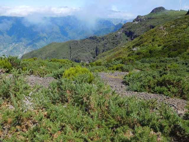 03.08.2015 Levada do Norte und Plaino Velho, Aufstieg zur Paul da Serra — Abstieg zur Levada do Plaino Velho — Foto 3