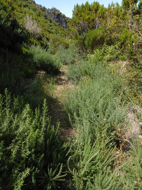 03.08.2015 Levada do Norte und Plaino Velho, Aufstieg zur Paul da Serra — Abstieg zur Levada do Plaino Velho — Foto 4