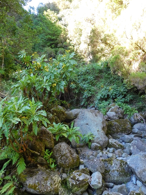 03.08.2015 Levada do Norte und Plaino Velho, Aufstieg zur Paul da Serra — Passage der östlichen Seitenastes der Ribeira do Passo — Foto 5
