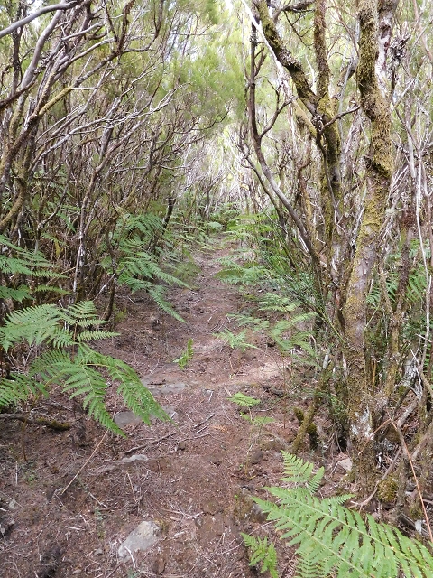 03.08.2015 Levada do Norte und Plaino Velho, Aufstieg zur Paul da Serra — Abstieg zur Levada do Plaino Velho — Foto 7