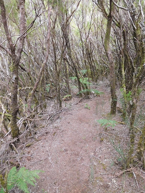 03.08.2015 Levada do Norte und Plaino Velho, Aufstieg zur Paul da Serra — Abstieg zur Levada do Plaino Velho — Foto 8