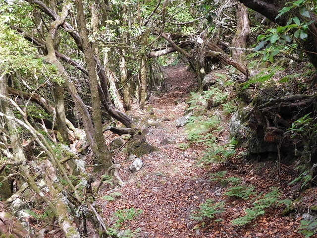 03.08.2015 Levada do Norte und Plaino Velho, Aufstieg zur Paul da Serra — Abstieg zur Levada do Plaino Velho — Foto 9