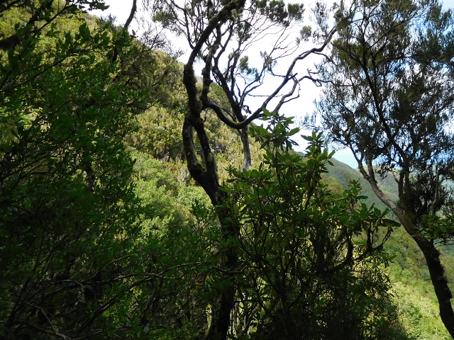03.08.2015 Levada do Norte und Plaino Velho, Aufstieg zur Paul da Serra — Abstieg zur Levada do Plaino Velho — Foto 11