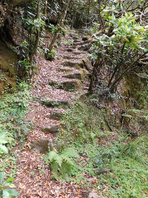 03.08.2015 Levada do Norte und Plaino Velho, Aufstieg zur Paul da Serra — Abstieg zur Levada do Plaino Velho — Foto 12