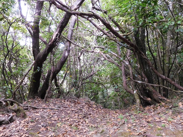 03.08.2015 Levada do Norte und Plaino Velho, Aufstieg zur Paul da Serra — Abstieg zur Levada do Norte — Foto 1