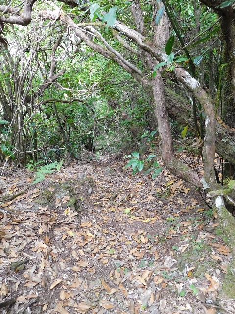 03.08.2015 Levada do Norte und Plaino Velho, Aufstieg zur Paul da Serra — Abstieg zur Levada do Norte — Foto 2