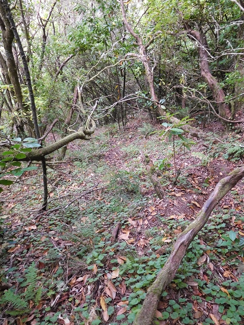03.08.2015 Levada do Norte und Plaino Velho, Aufstieg zur Paul da Serra — Abstieg zur Levada do Norte — Foto 3