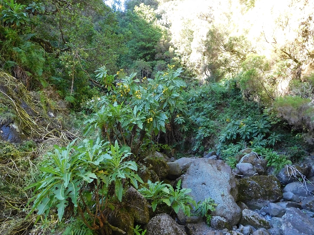 03.08.2015 Levada do Norte und Plaino Velho, Aufstieg zur Paul da Serra — Passage der östlichen Seitenastes der Ribeira do Passo — Foto 6