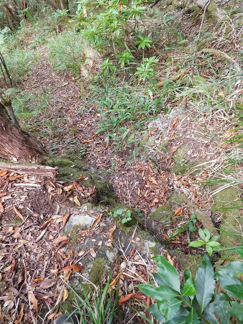 03.08.2015 Levada do Norte und Plaino Velho, Aufstieg zur Paul da Serra — Abstieg zur Levada do Norte — Foto 5