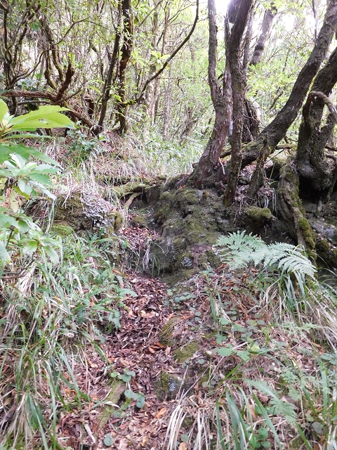03.08.2015 Levada do Norte und Plaino Velho, Aufstieg zur Paul da Serra — Abstieg zur Levada do Norte — Foto 6