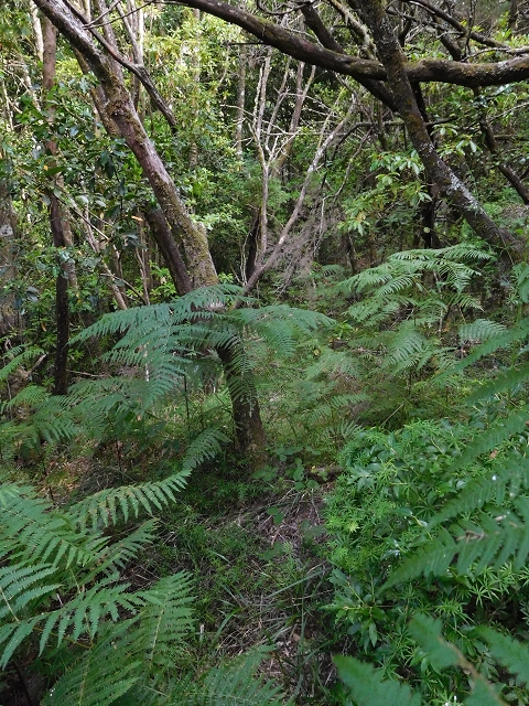 03.08.2015 Levada do Norte und Plaino Velho, Aufstieg zur Paul da Serra — Abstieg zur Levada do Norte — Foto 8